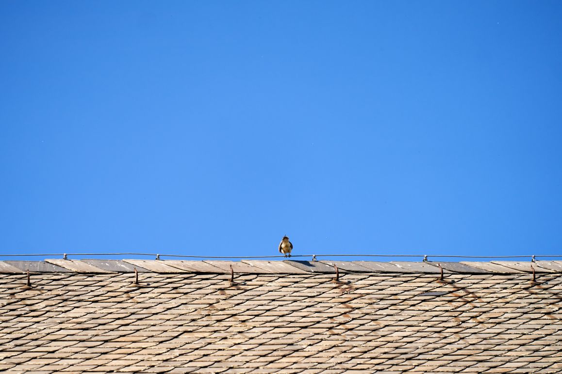 Turmfalken im Mai 2020 von Lina Loos